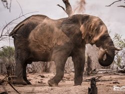 20211021183808 Elephant dusting off in Chobe